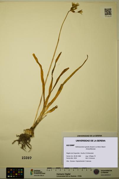 Nothoscordum gracile [Espécimen: ULS:ULS:0023397]