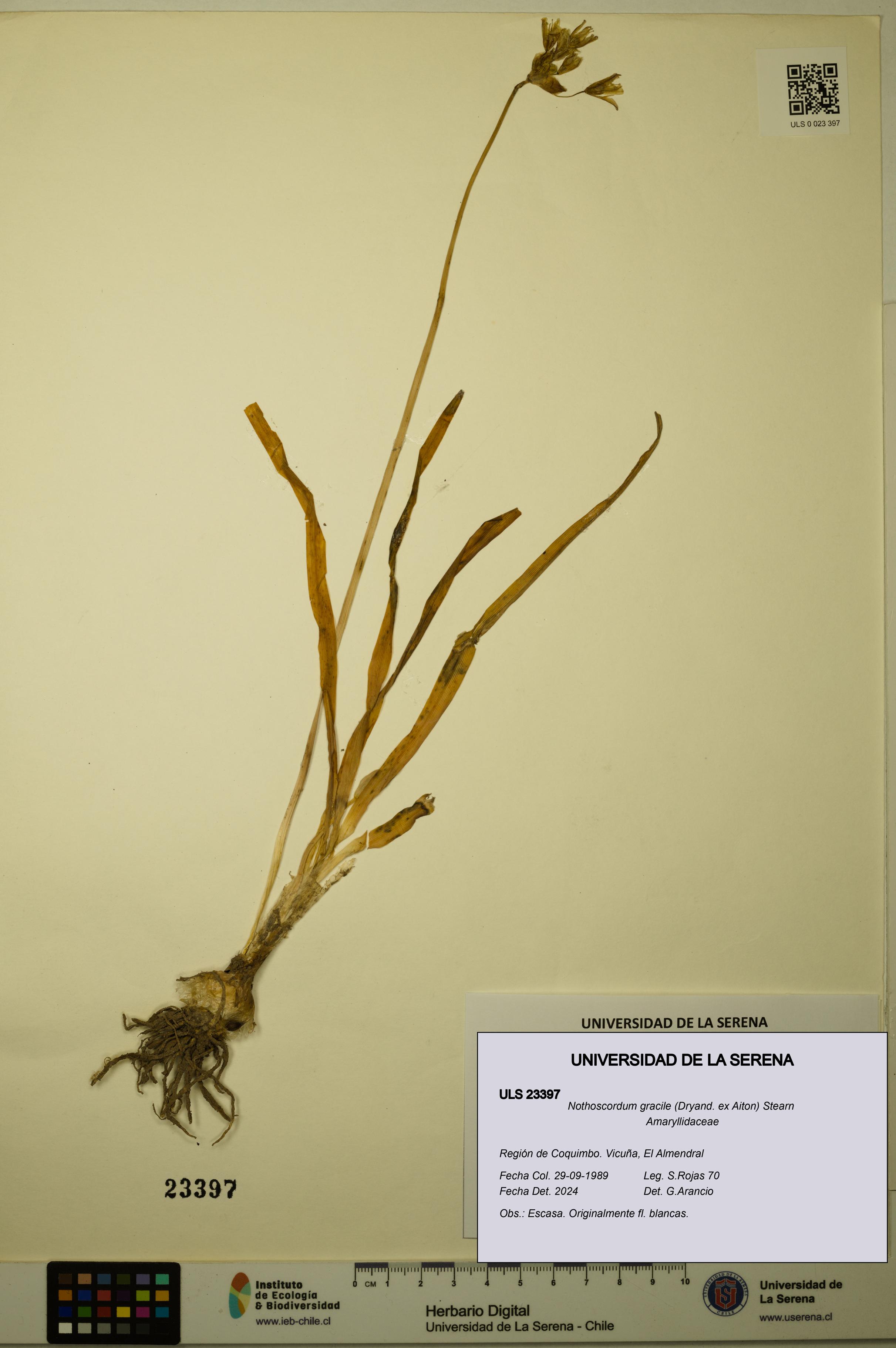 Nothoscordum gracile [Espécimen: ULS:ULS:0023397]