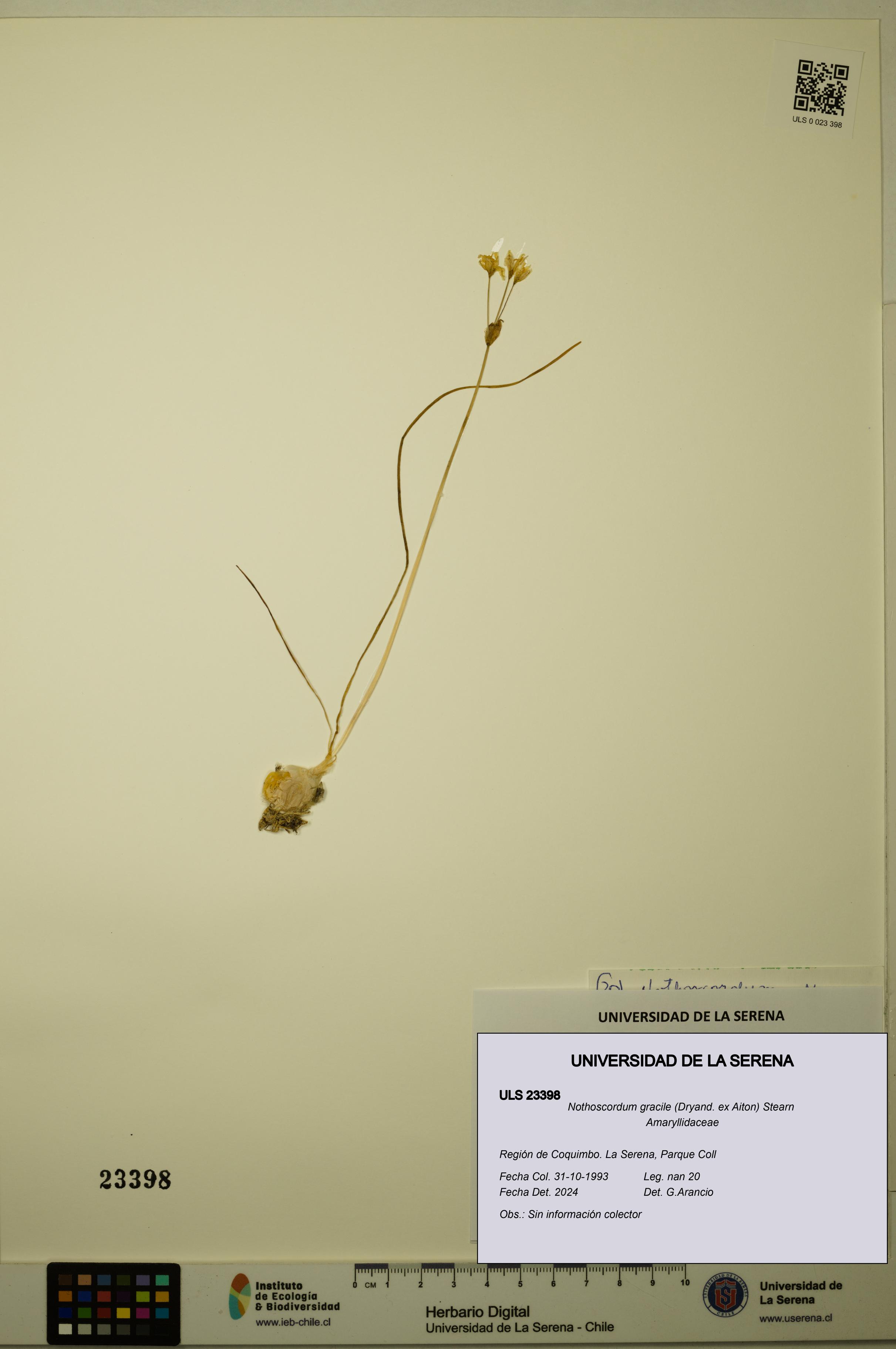 Nothoscordum gracile [Espécimen: ULS:ULS:0023398]