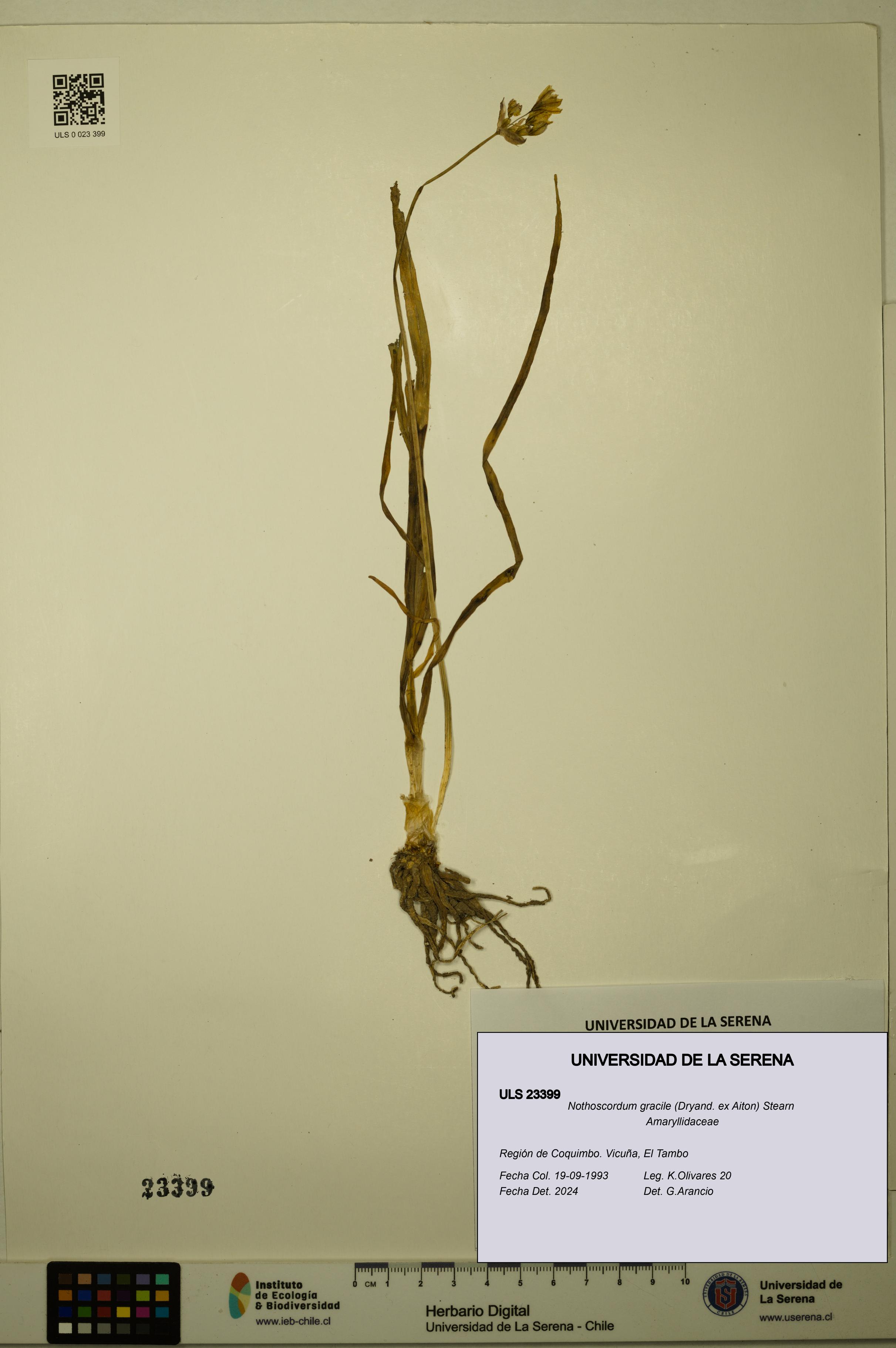 Nothoscordum gracile [Espécimen: ULS:ULS:0023399]