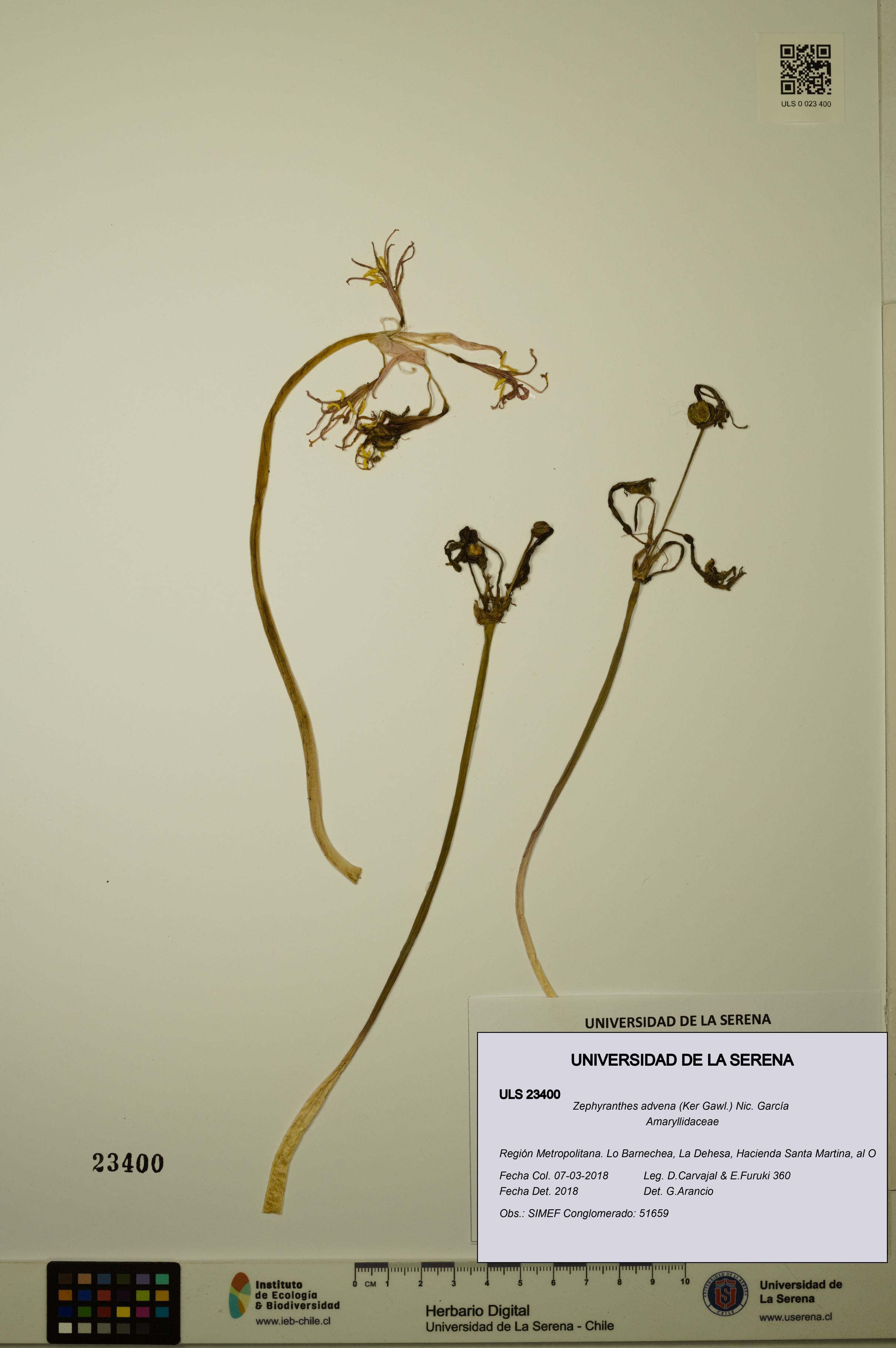 Zephyranthes advena [Espécimen: ULS:ULS:0023400]