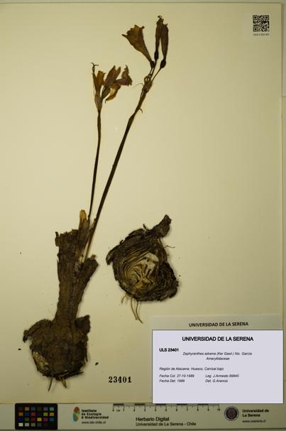 Zephyranthes advena [Espécimen: ULS:ULS:0023401]