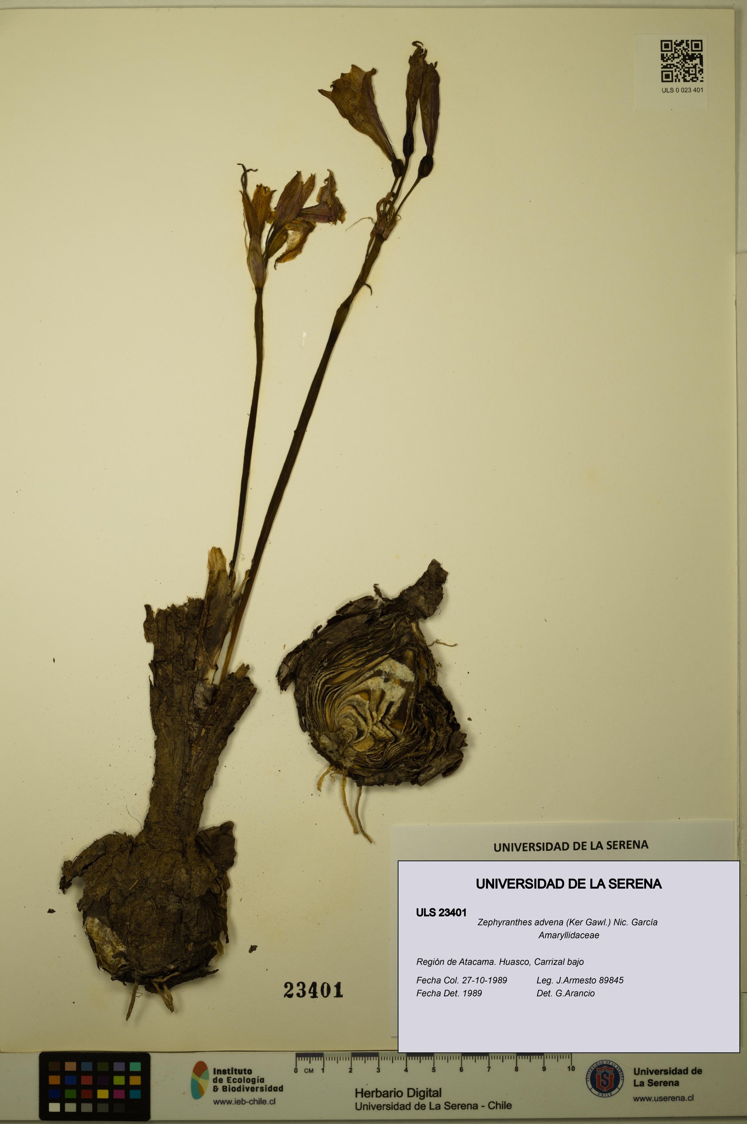 Zephyranthes advena [Espécimen: ULS:ULS:0023401]