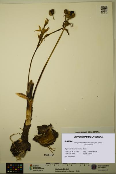 Zephyranthes advena [Espécimen: ULS:ULS:0023402]