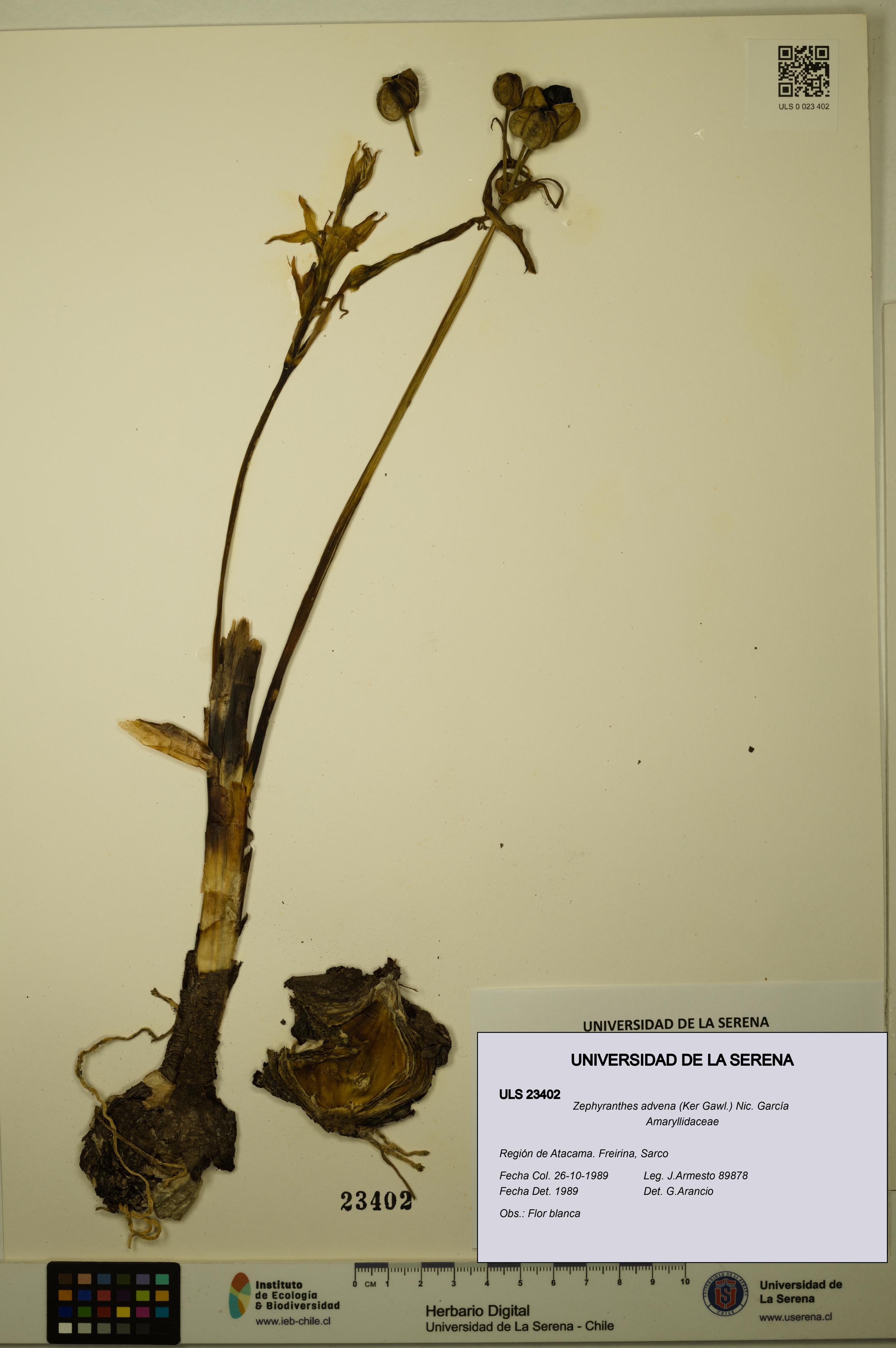 Zephyranthes advena [Espécimen: ULS:ULS:0023402]