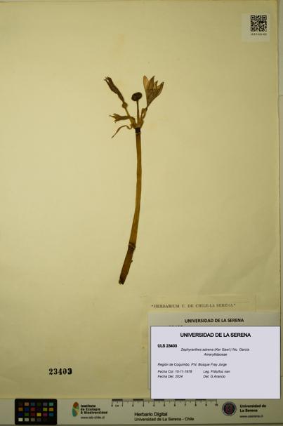 Zephyranthes advena [Espécimen: ULS:ULS:0023403]