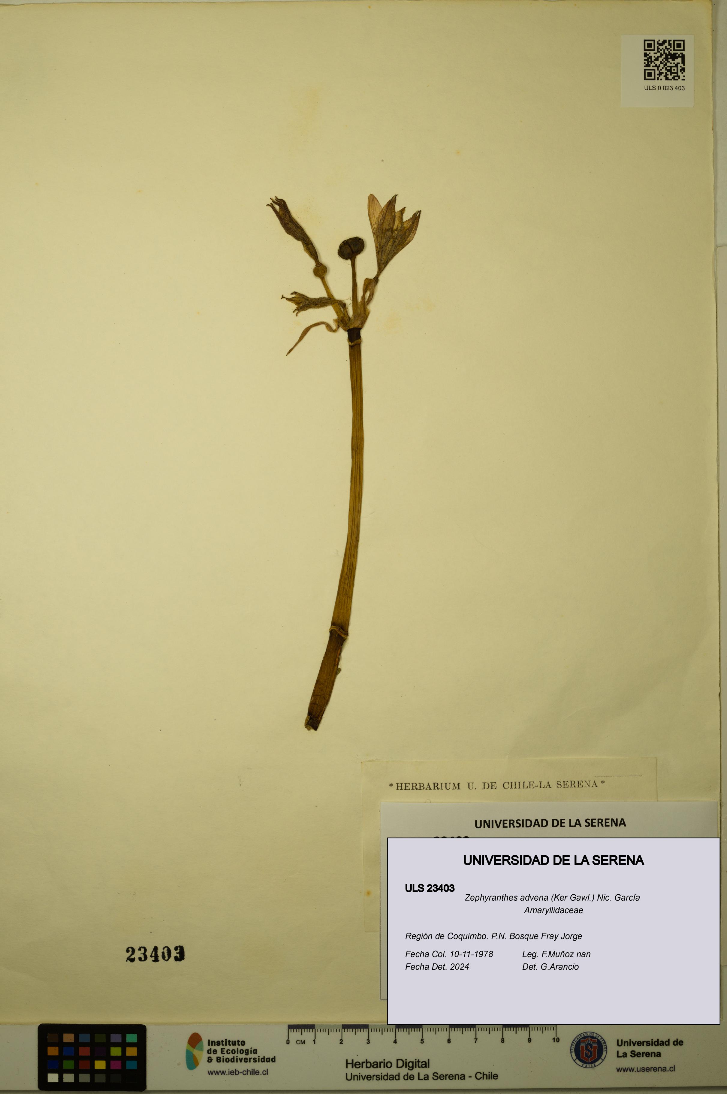 Zephyranthes advena [Espécimen: ULS:ULS:0023403]