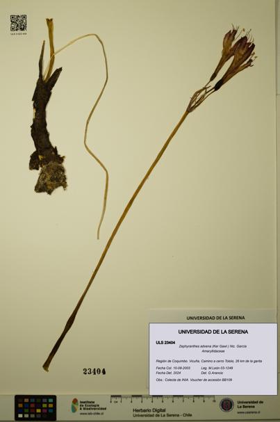 Zephyranthes advena [Espécimen: ULS:ULS:0023404]