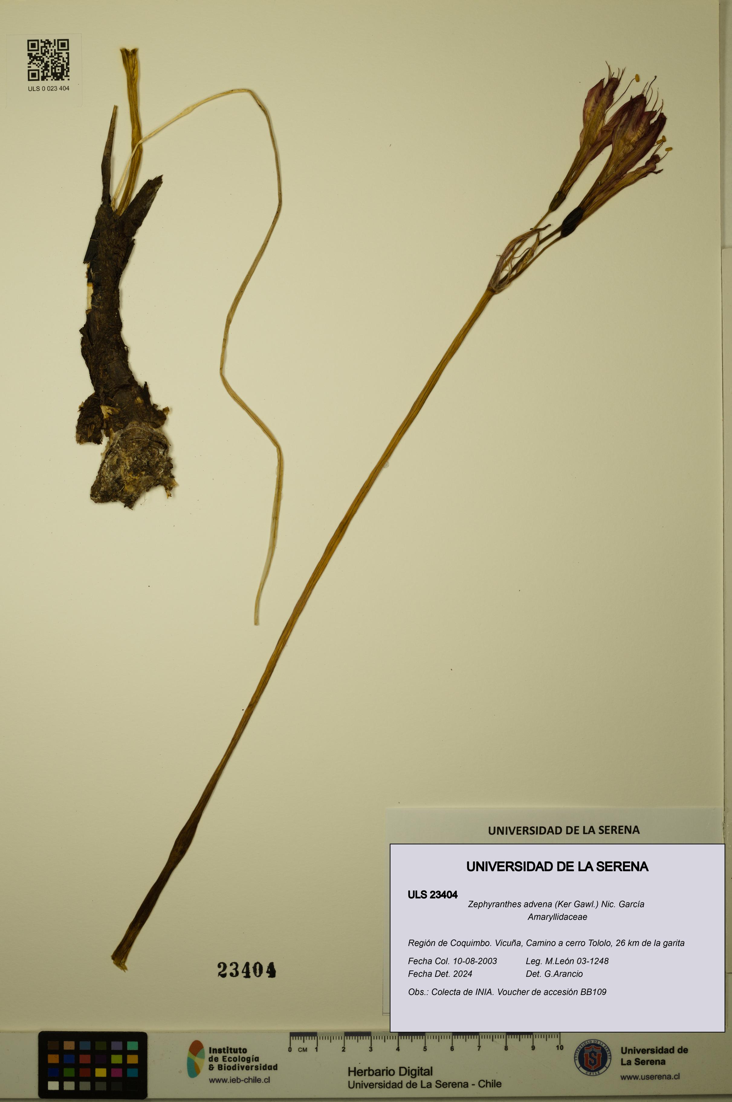 Zephyranthes advena [Espécimen: ULS:ULS:0023404]