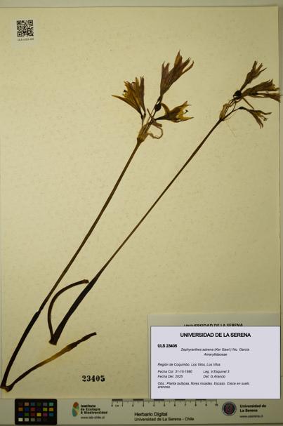 Zephyranthes advena [Espécimen: ULS:ULS:0023405]