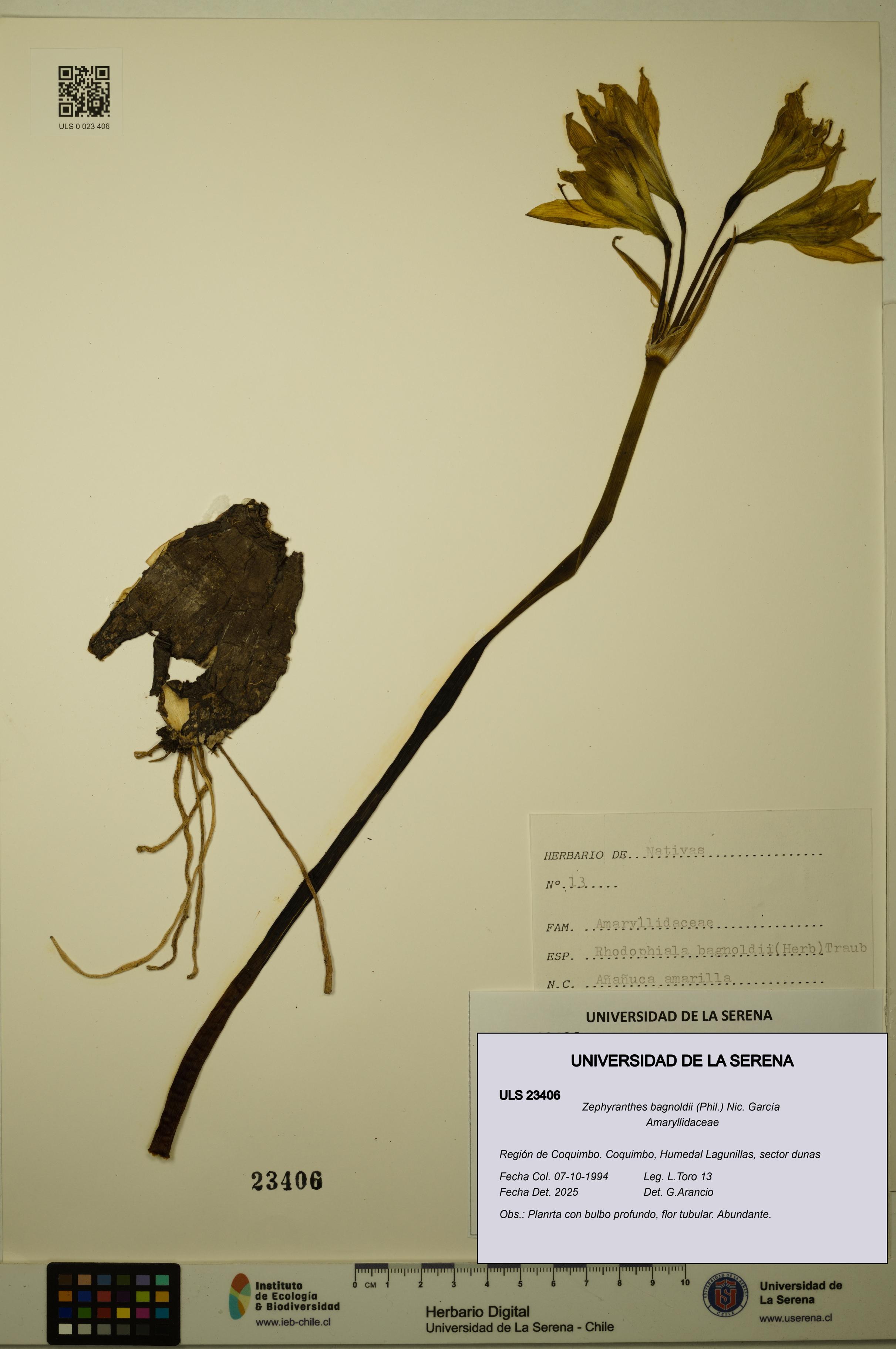 Zephyranthes bagnoldii [Espécimen: ULS:ULS:0023406]