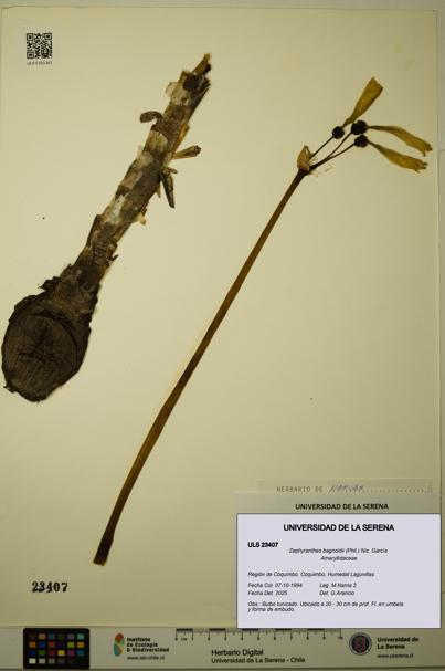 Zephyranthes bagnoldii [Espécimen: ULS:ULS:0023407]