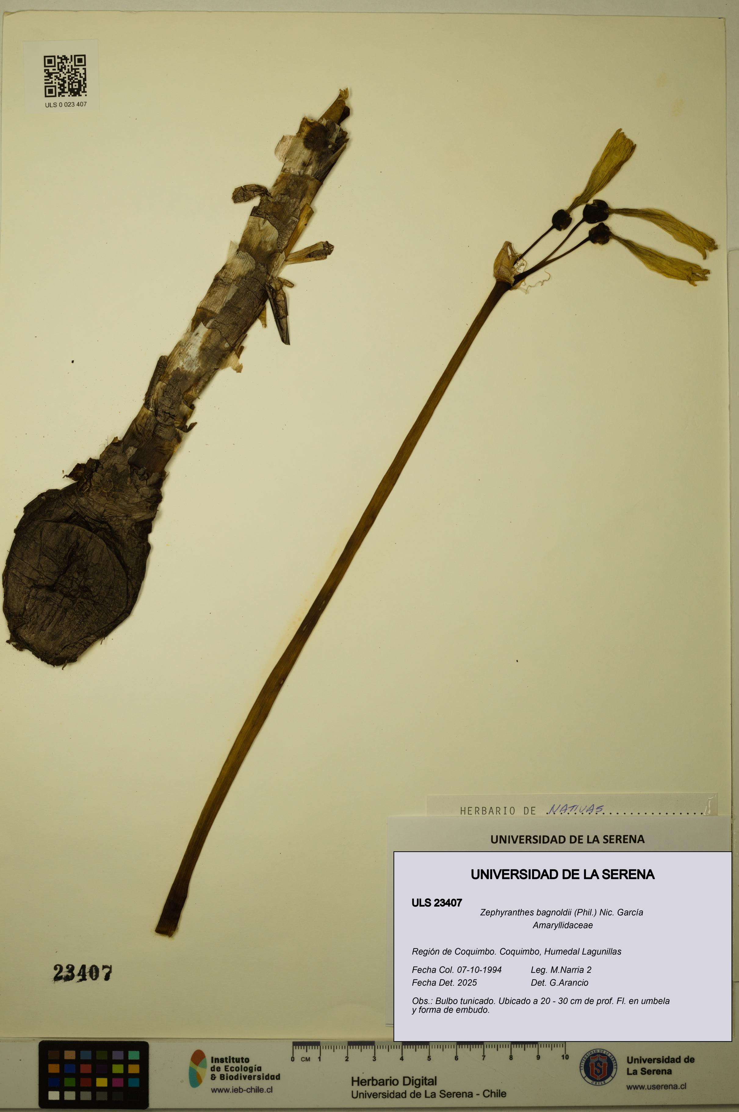 Zephyranthes bagnoldii [Espécimen: ULS:ULS:0023407]