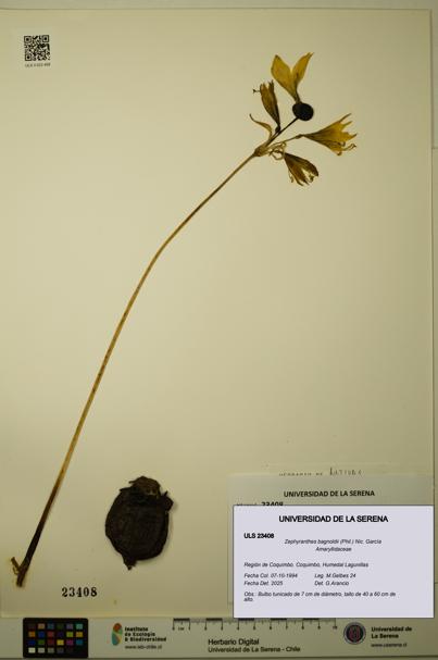 Zephyranthes bagnoldii [Espécimen: ULS:ULS:0023408]