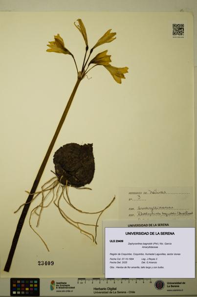 Zephyranthes bagnoldii [Espécimen: ULS:ULS:0023409]