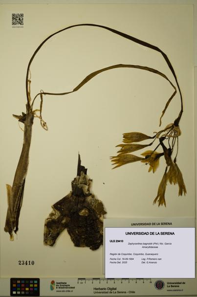 Zephyranthes bagnoldii [Espécimen: ULS:ULS:0023410]