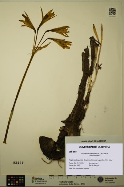 Zephyranthes bagnoldii [Espécimen: ULS:ULS:0023411]