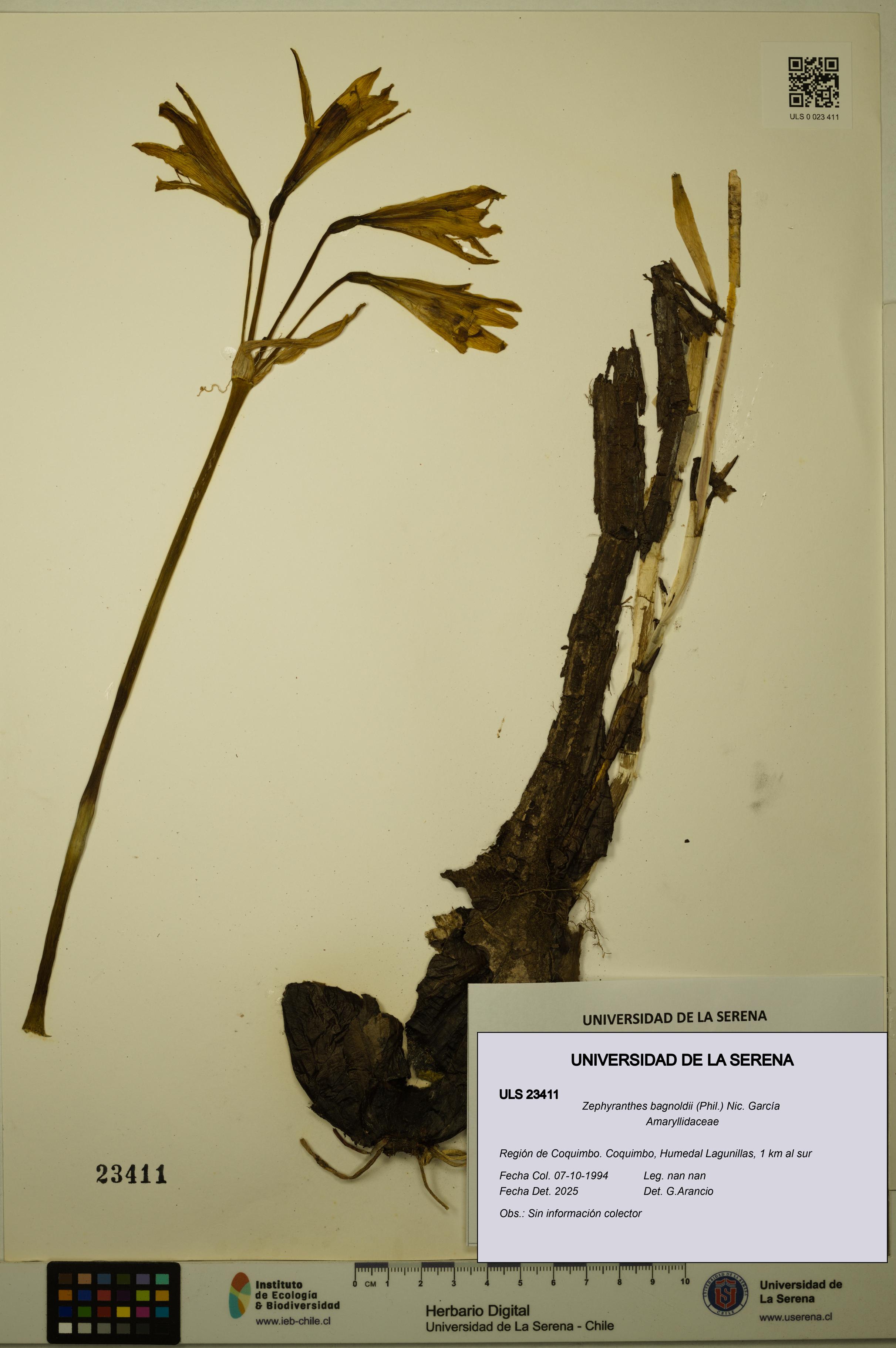 Zephyranthes bagnoldii [Espécimen: ULS:ULS:0023411]