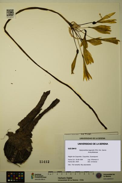 Zephyranthes bagnoldii [Espécimen: ULS:ULS:0023412]