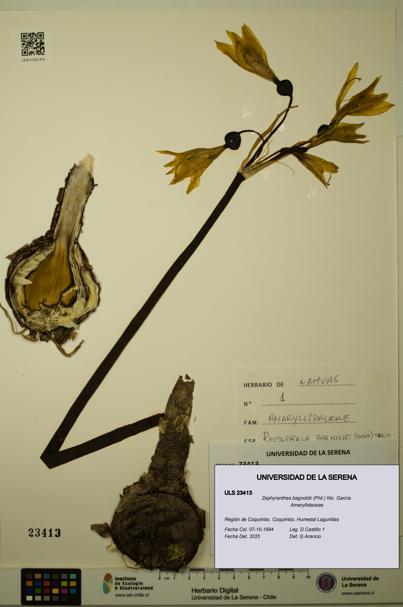 Zephyranthes bagnoldii [Espécimen: ULS:ULS:0023413]