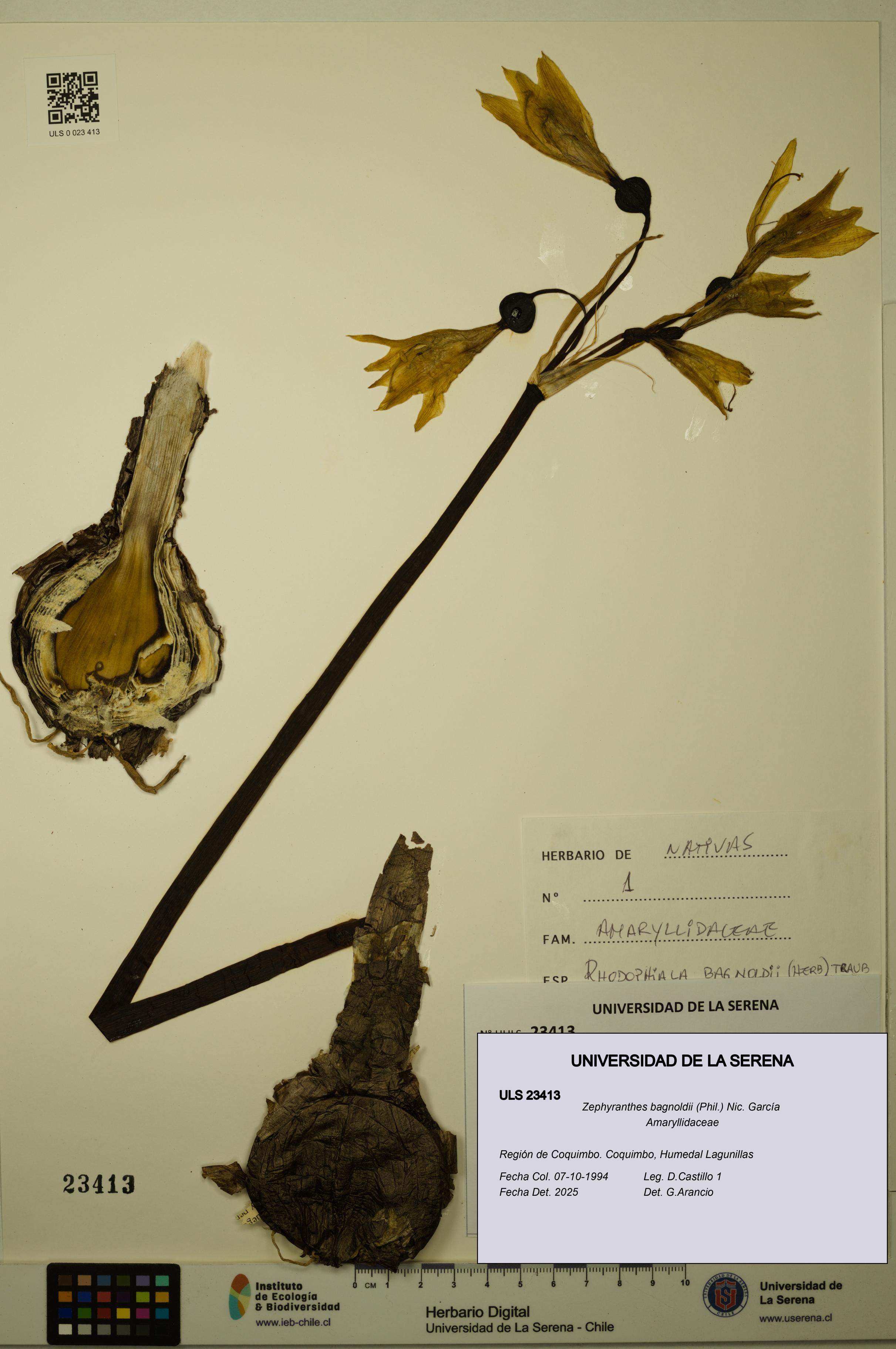 Zephyranthes bagnoldii [Espécimen: ULS:ULS:0023413]