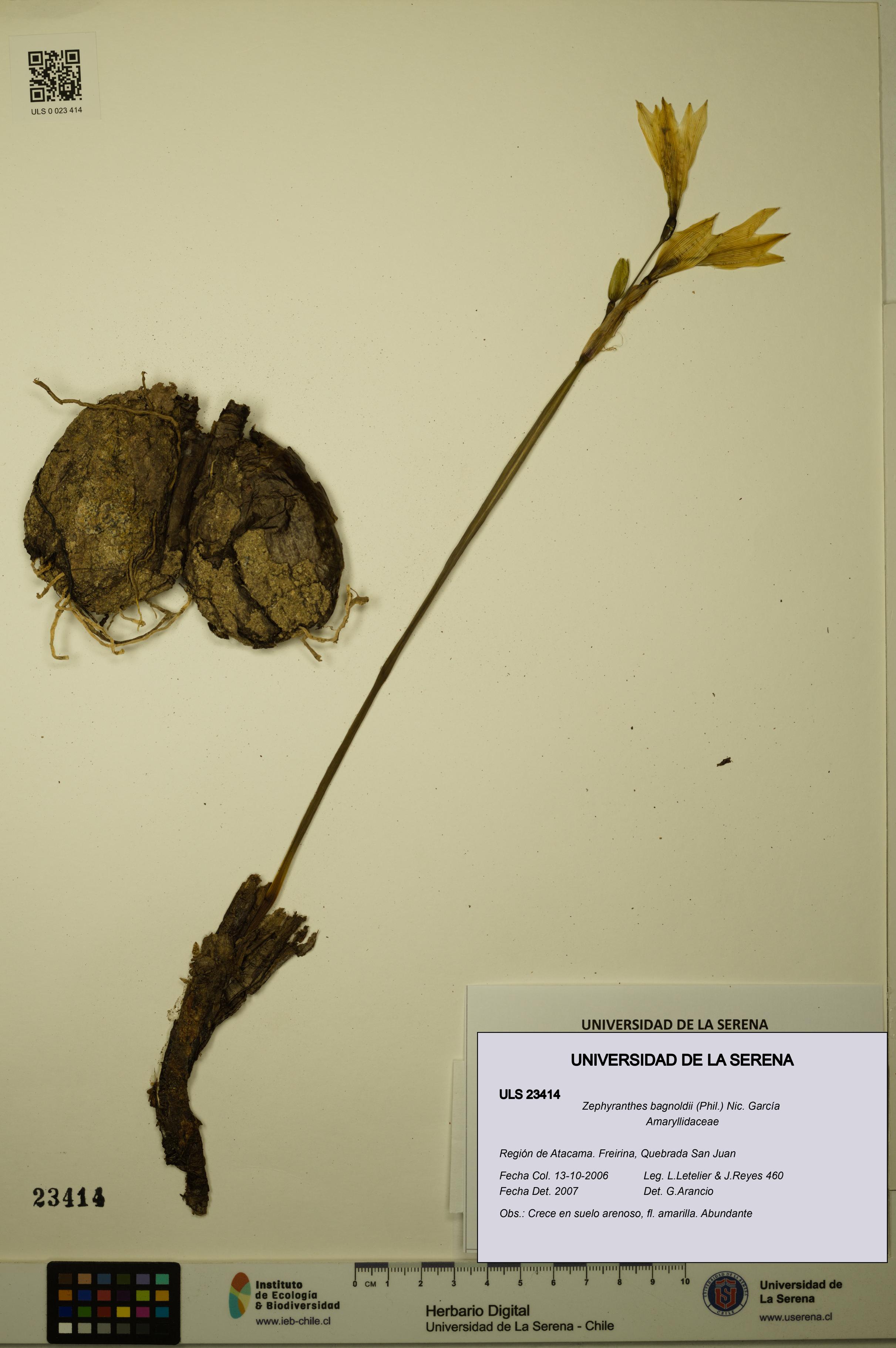 Zephyranthes bagnoldii [Espécimen: ULS:ULS:0023414]