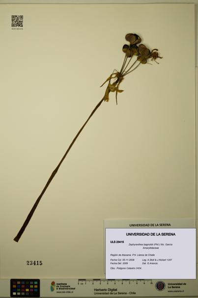 Zephyranthes bagnoldii [Espécimen: ULS:ULS:0023415]