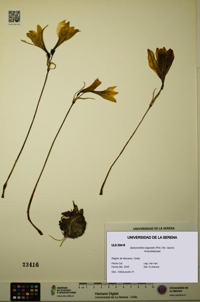 Zephyranthes bagnoldii [Espécimen: ULS:ULS:0023416]