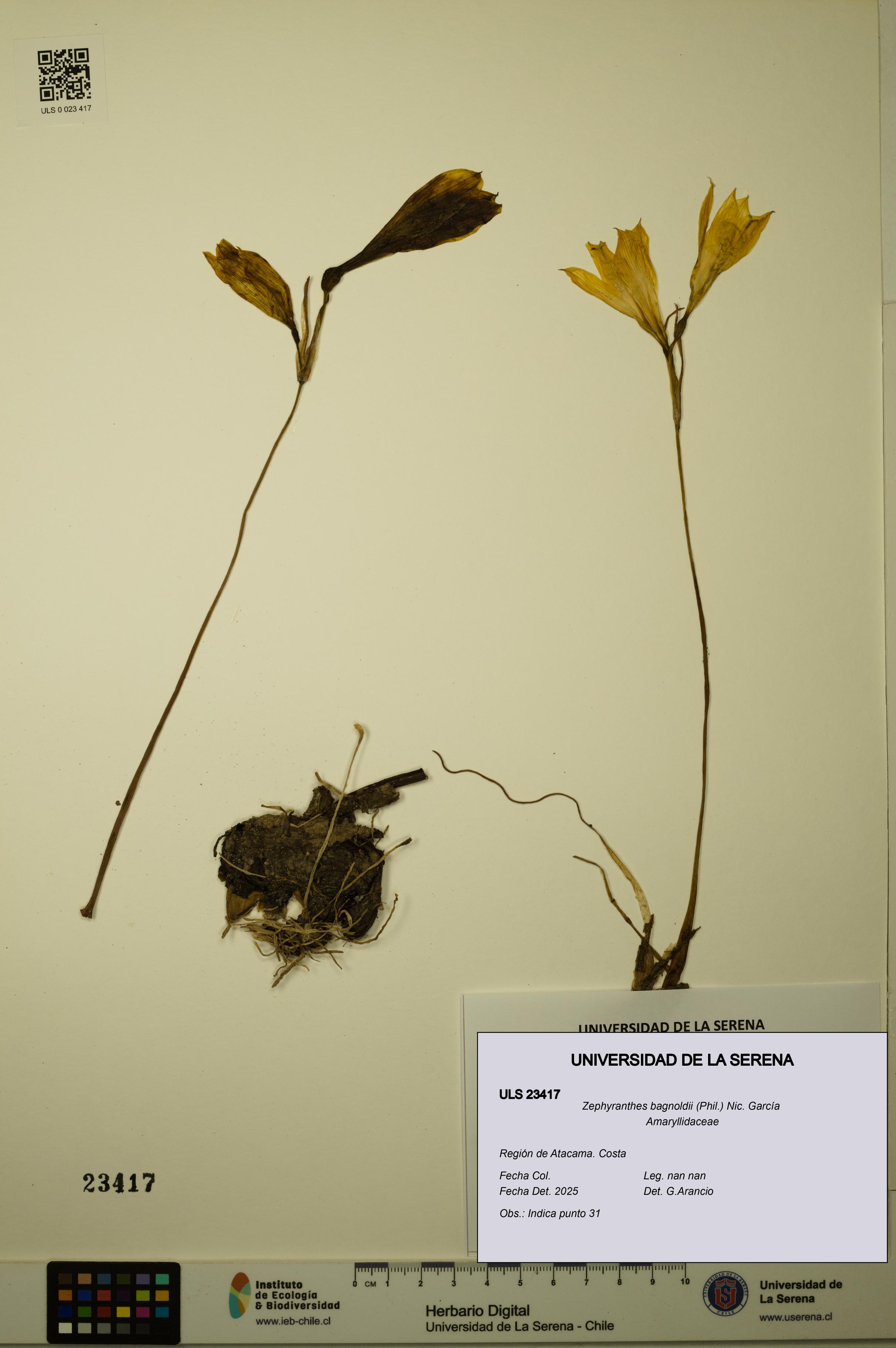 Zephyranthes bagnoldii [Espécimen: ULS:ULS:0023417]