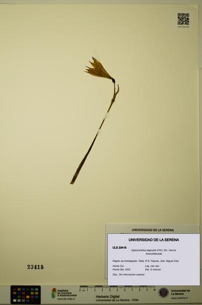 Zephyranthes bagnoldii [Espécimen: ULS:ULS:0023418]