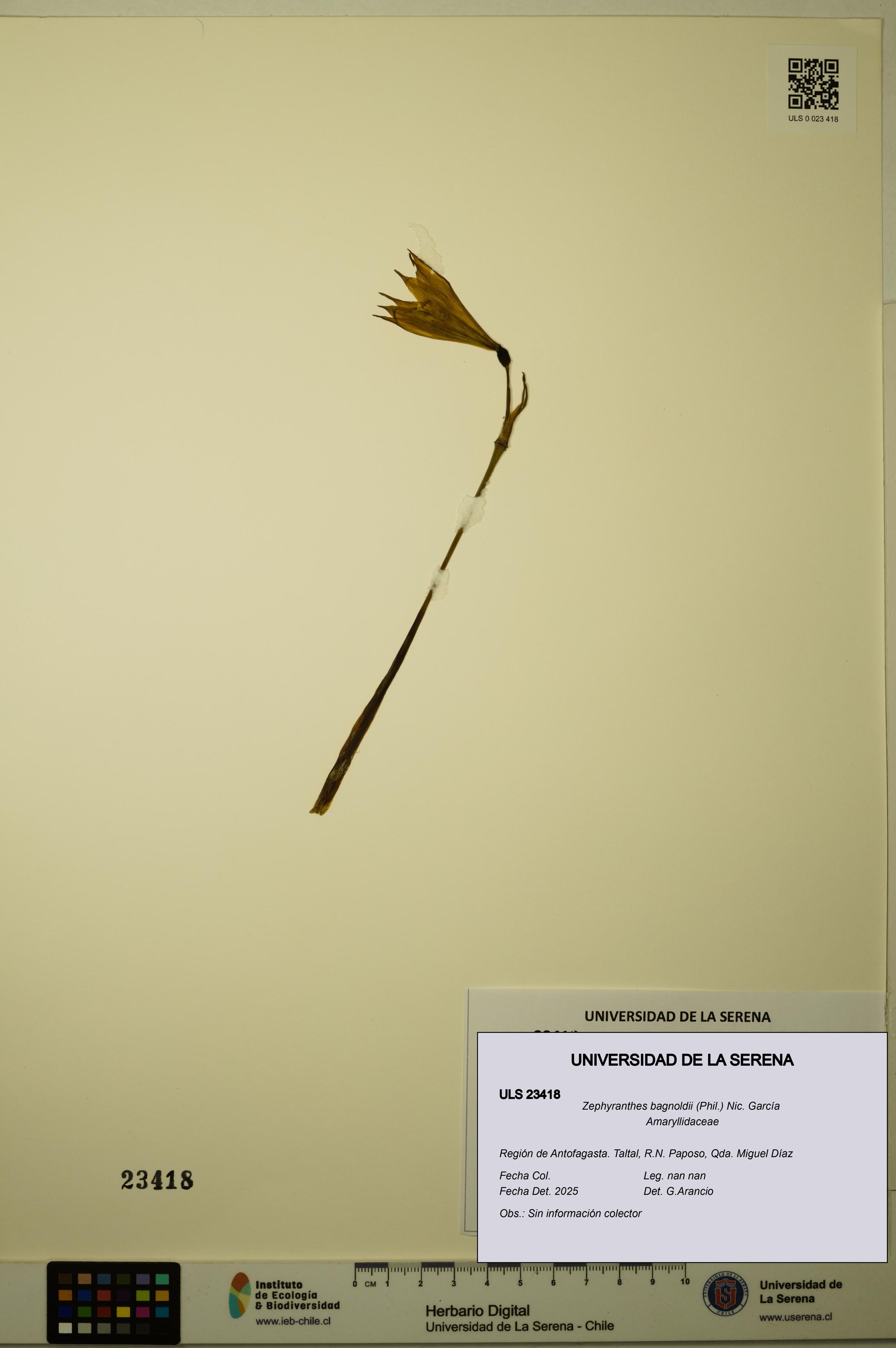 Zephyranthes bagnoldii [Espécimen: ULS:ULS:0023418]