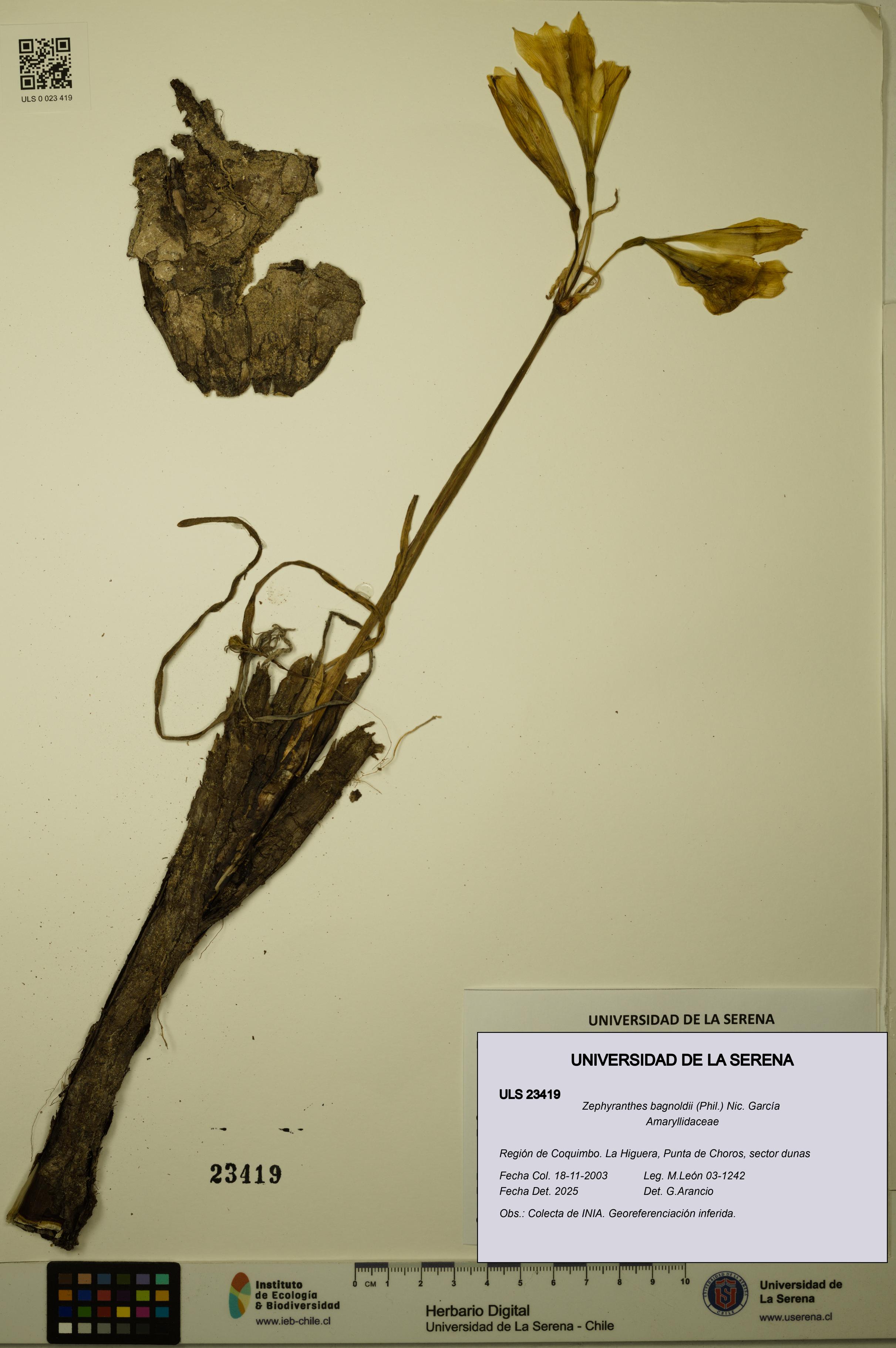 Zephyranthes bagnoldii [Espécimen: ULS:ULS:0023419]