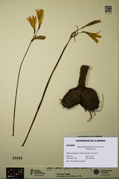 Zephyranthes bagnoldii [Espécimen: ULS:ULS:0023420]