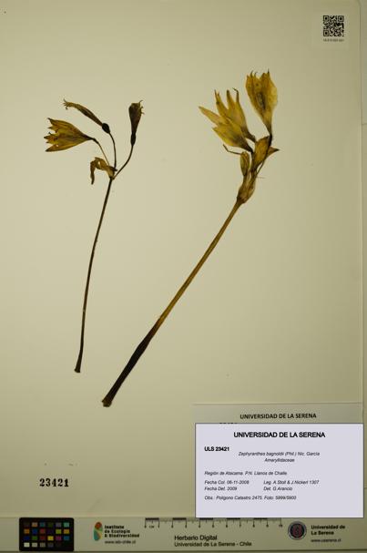 Zephyranthes bagnoldii [Espécimen: ULS:ULS:0023421]