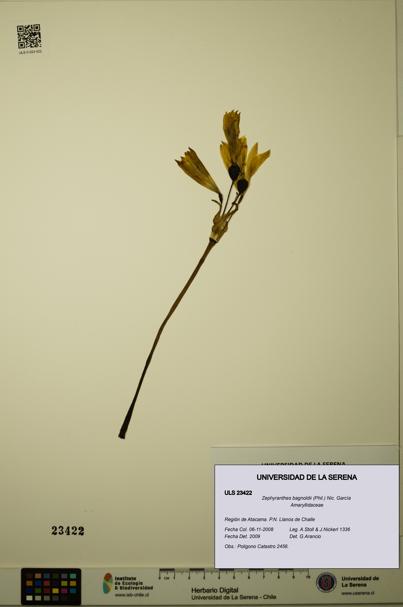 Zephyranthes bagnoldii [Espécimen: ULS:ULS:0023422]