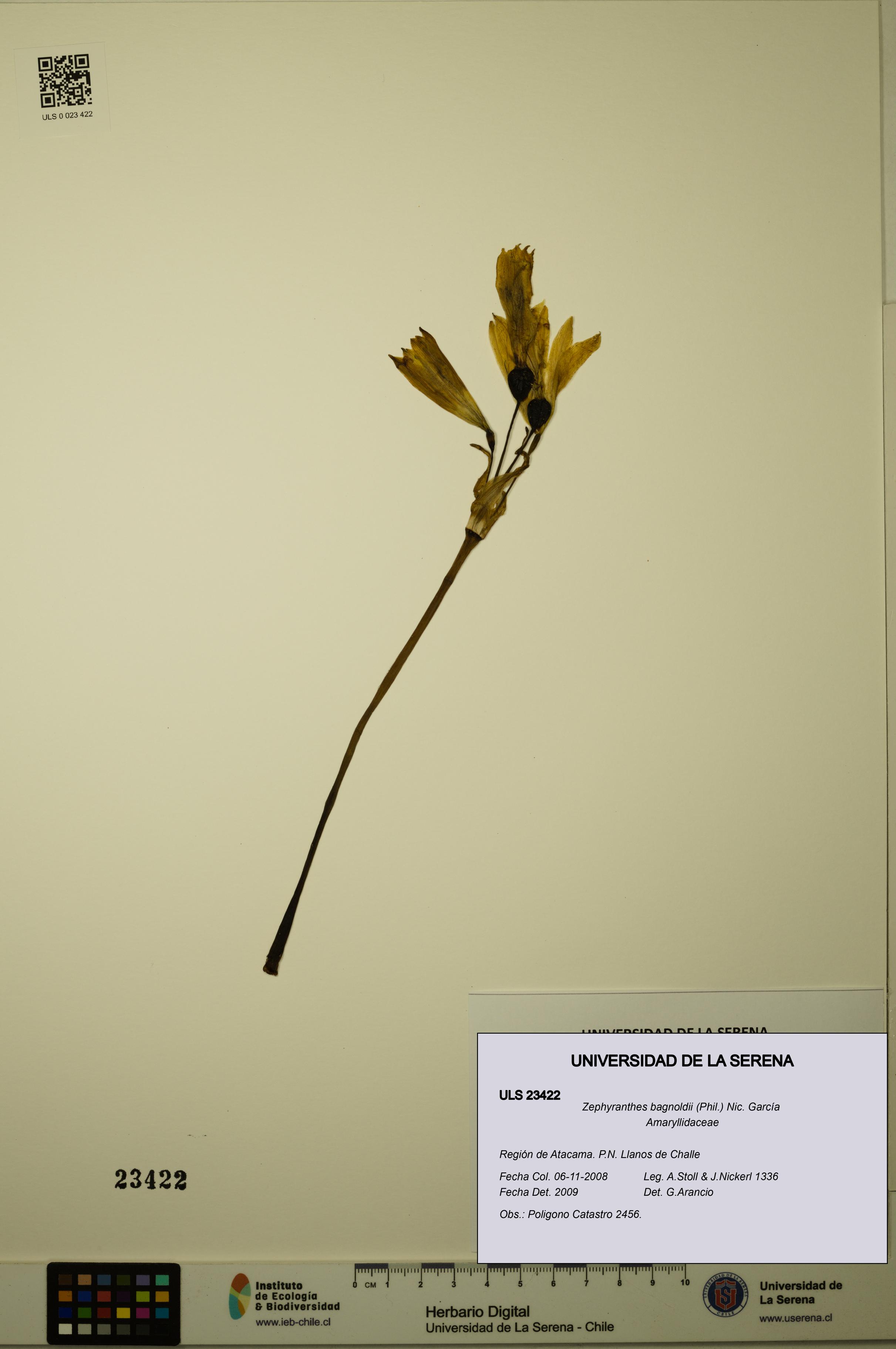 Zephyranthes bagnoldii [Espécimen: ULS:ULS:0023422]