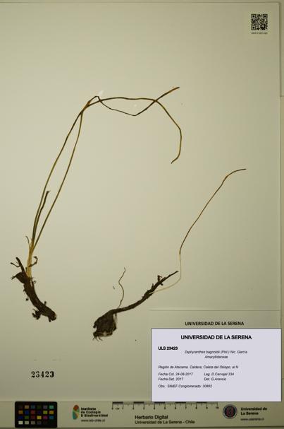 Zephyranthes bagnoldii [Espécimen: ULS:ULS:0023423]