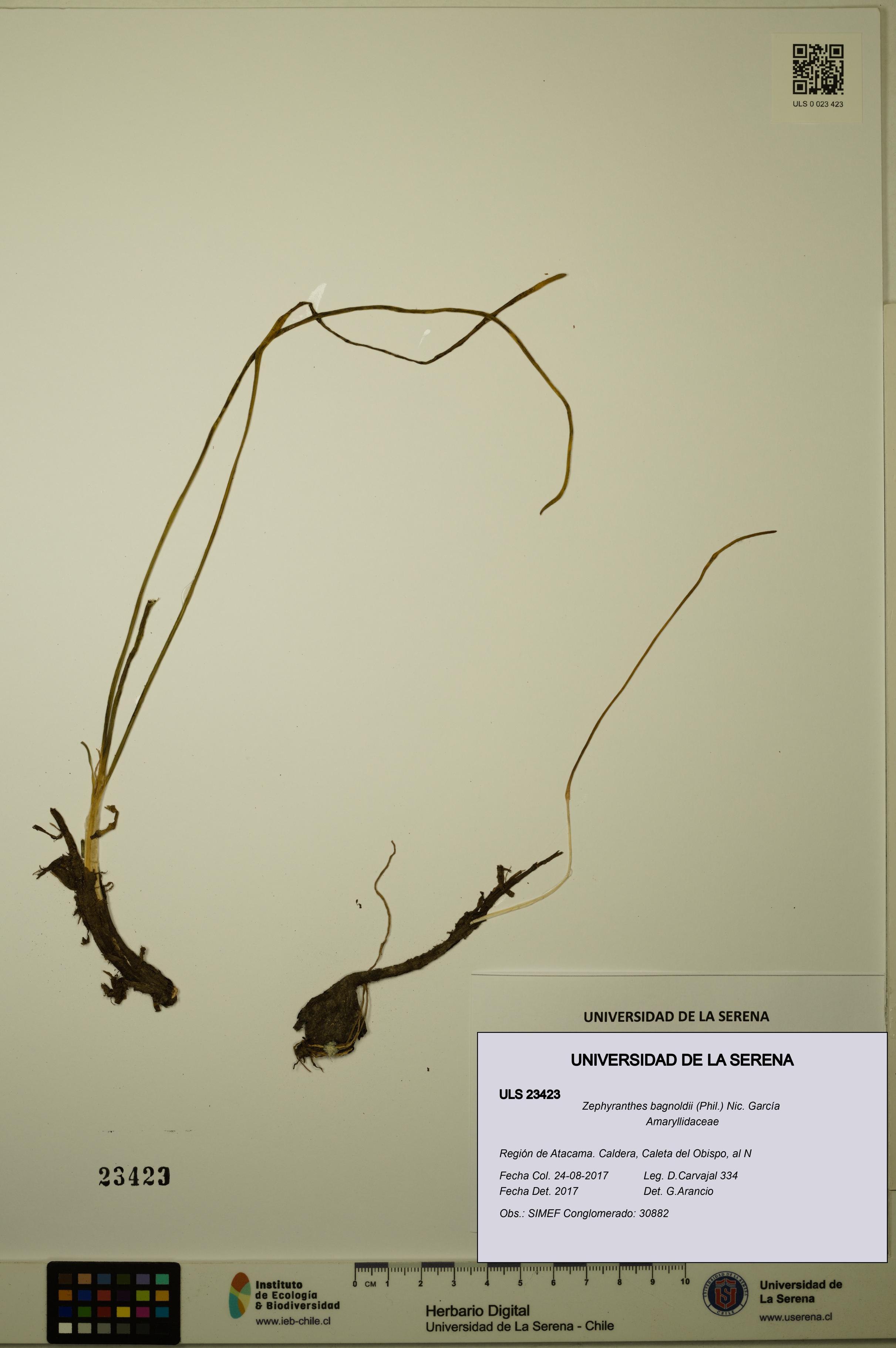 Zephyranthes bagnoldii [Espécimen: ULS:ULS:0023423]