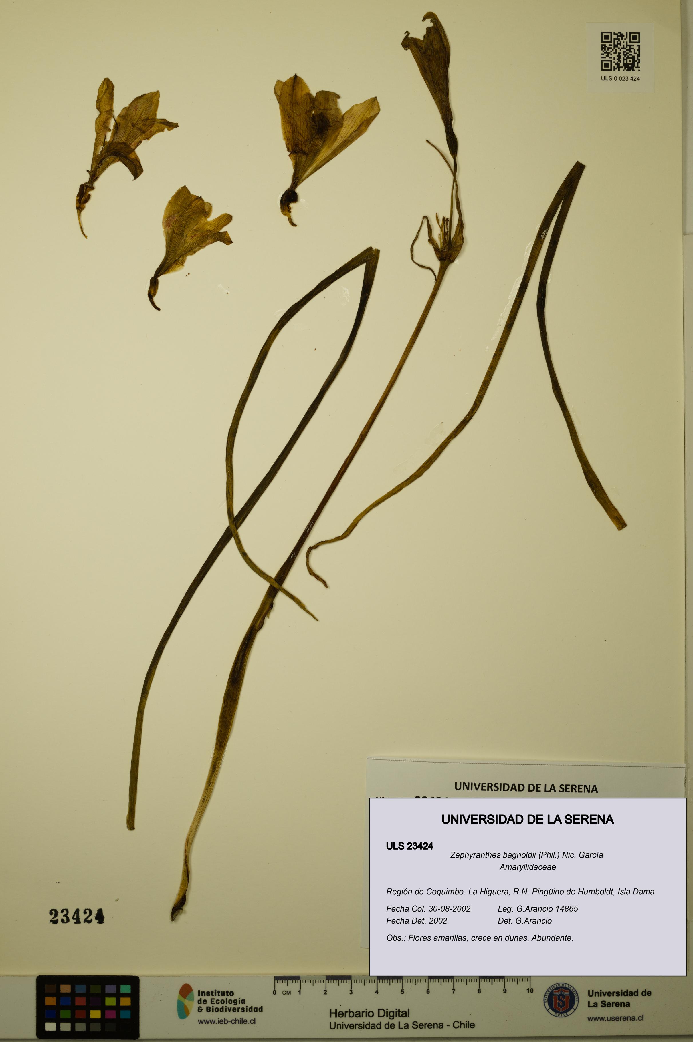 Zephyranthes bagnoldii [Espécimen: ULS:ULS:0023424]