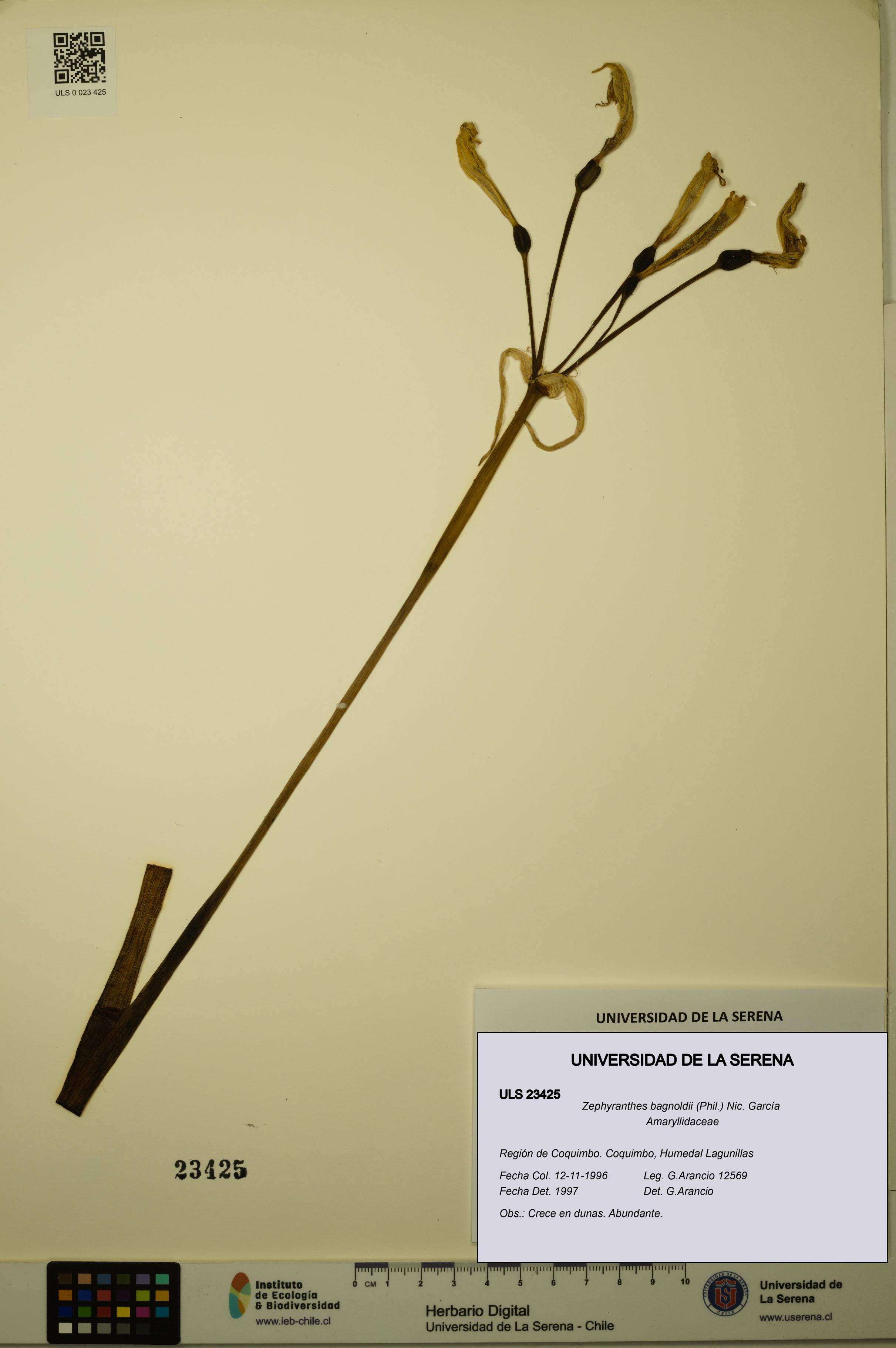 Zephyranthes bagnoldii [Espécimen: ULS:ULS:0023425]