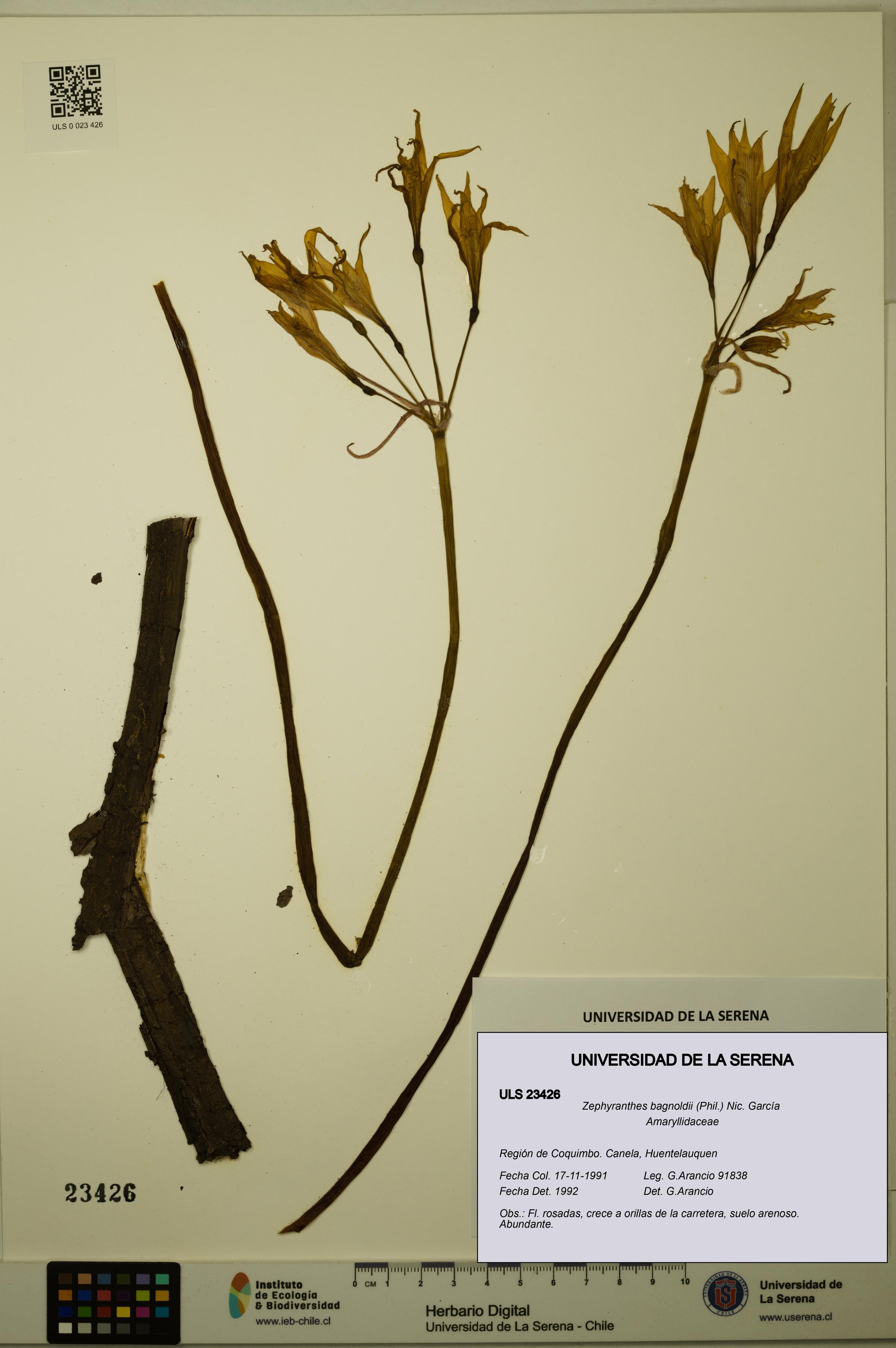 Zephyranthes bagnoldii [Espécimen: ULS:ULS:0023426]