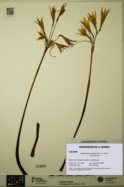 Zephyranthes bagnoldii [Espécimen: ULS:ULS:0023427]