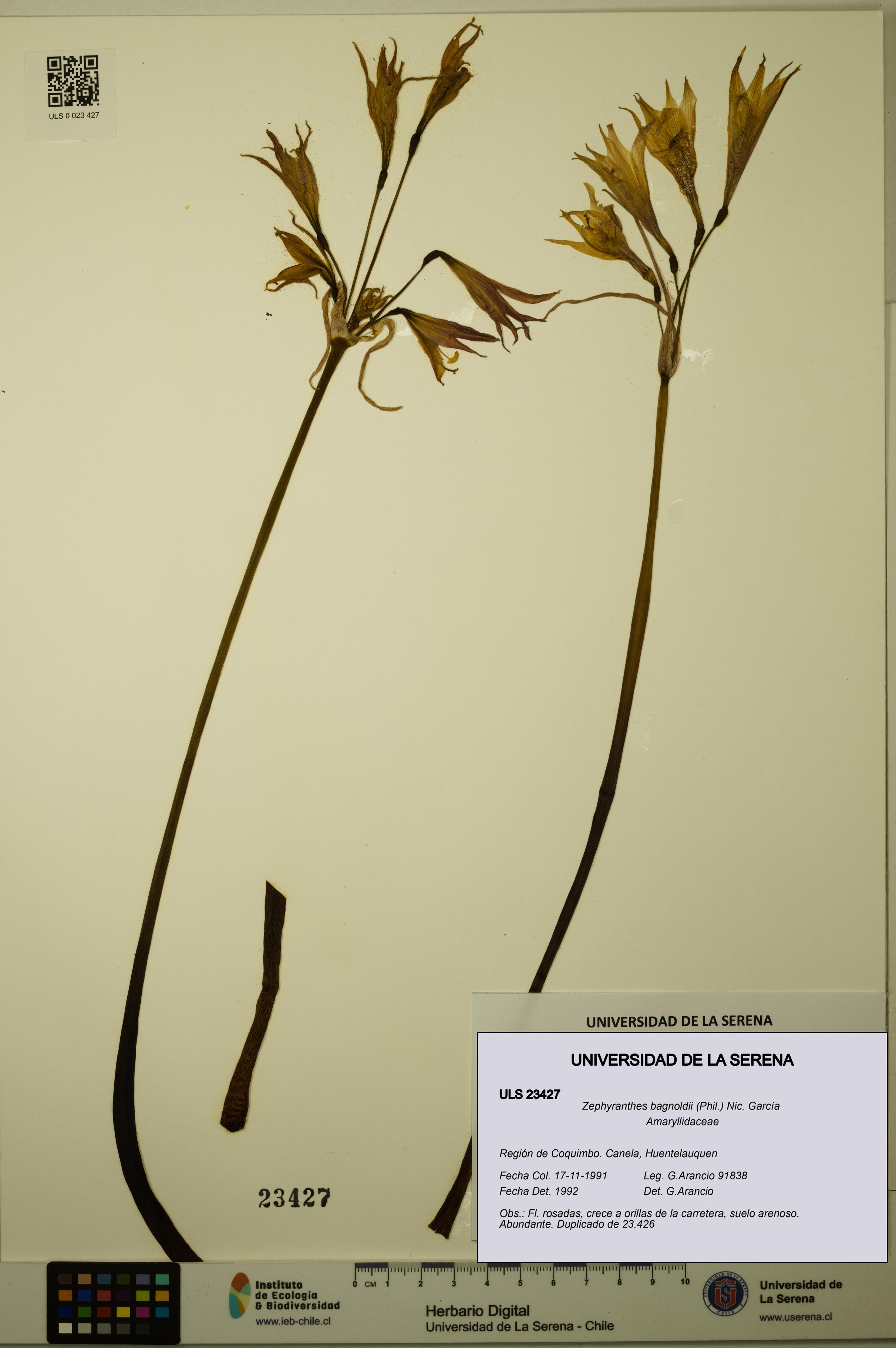 Zephyranthes bagnoldii [Espécimen: ULS:ULS:0023427]