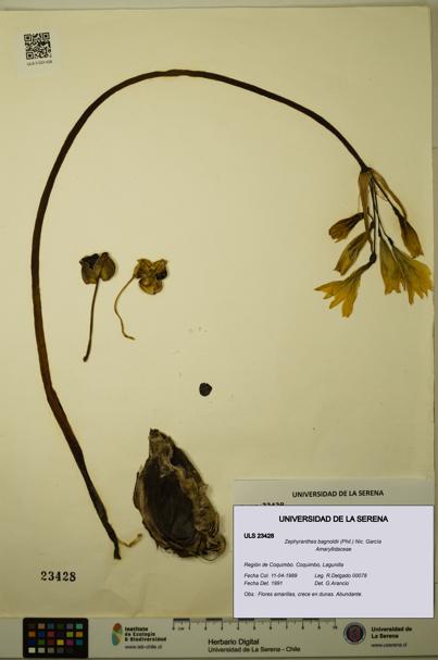 Zephyranthes bagnoldii [Espécimen: ULS:ULS:0023428]