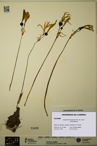 Zephyranthes bagnoldii [Espécimen: ULS:ULS:0023429]