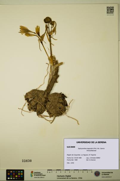 Zephyranthes bagnoldii [Espécimen: ULS:ULS:0023430]