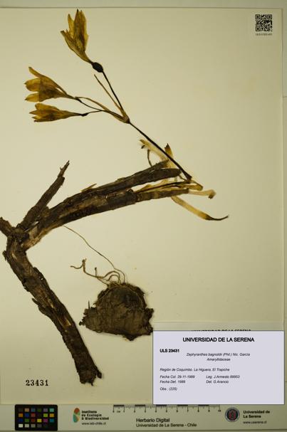 Zephyranthes bagnoldii [Espécimen: ULS:ULS:0023431]