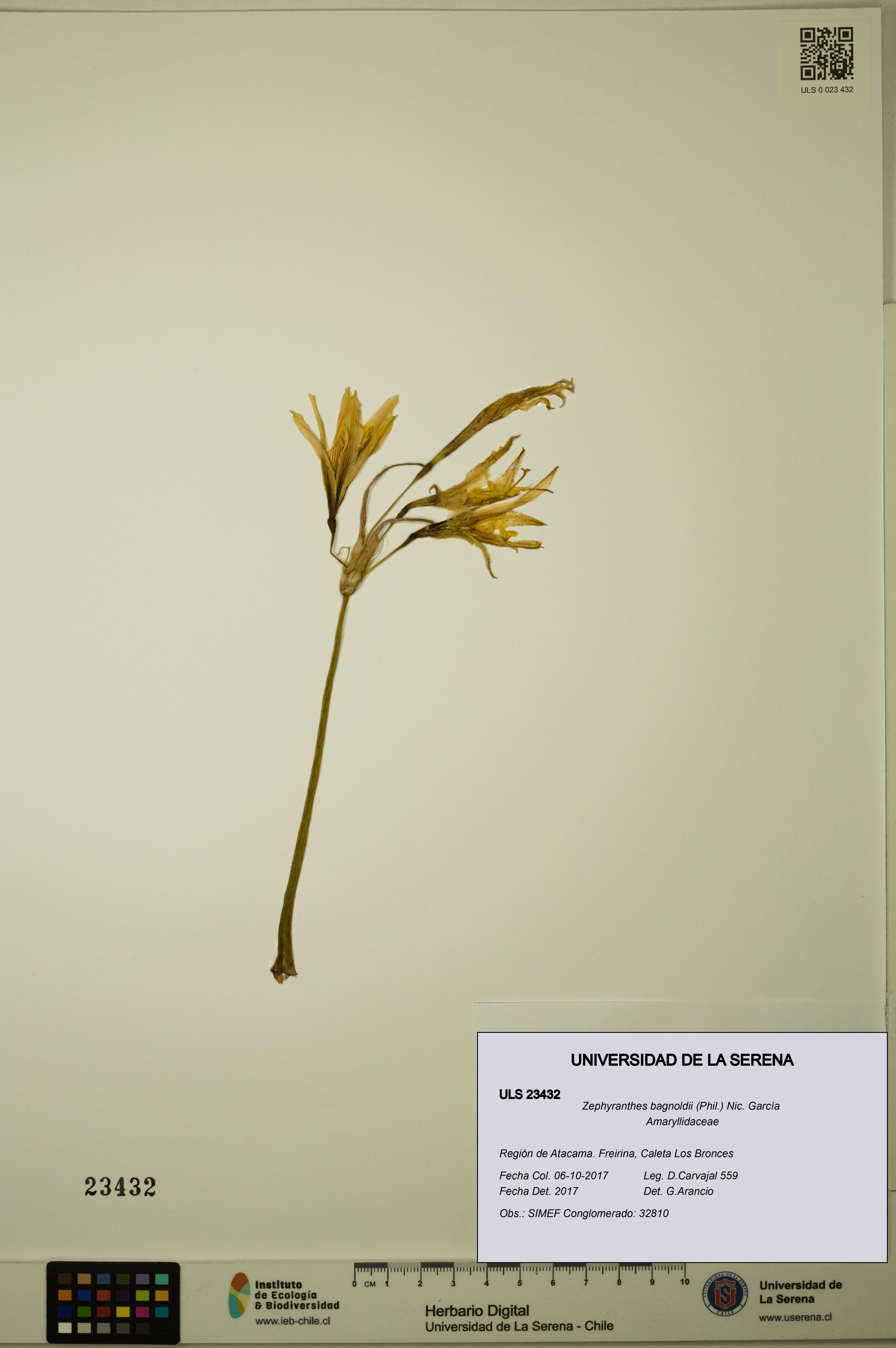 Zephyranthes bagnoldii [Espécimen: ULS:ULS:0023432]