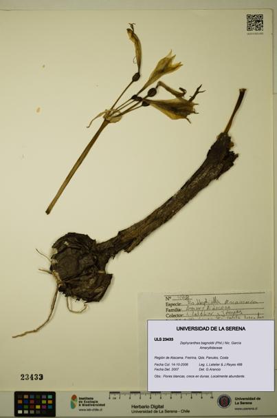 Zephyranthes bagnoldii [Espécimen: ULS:ULS:0023433]