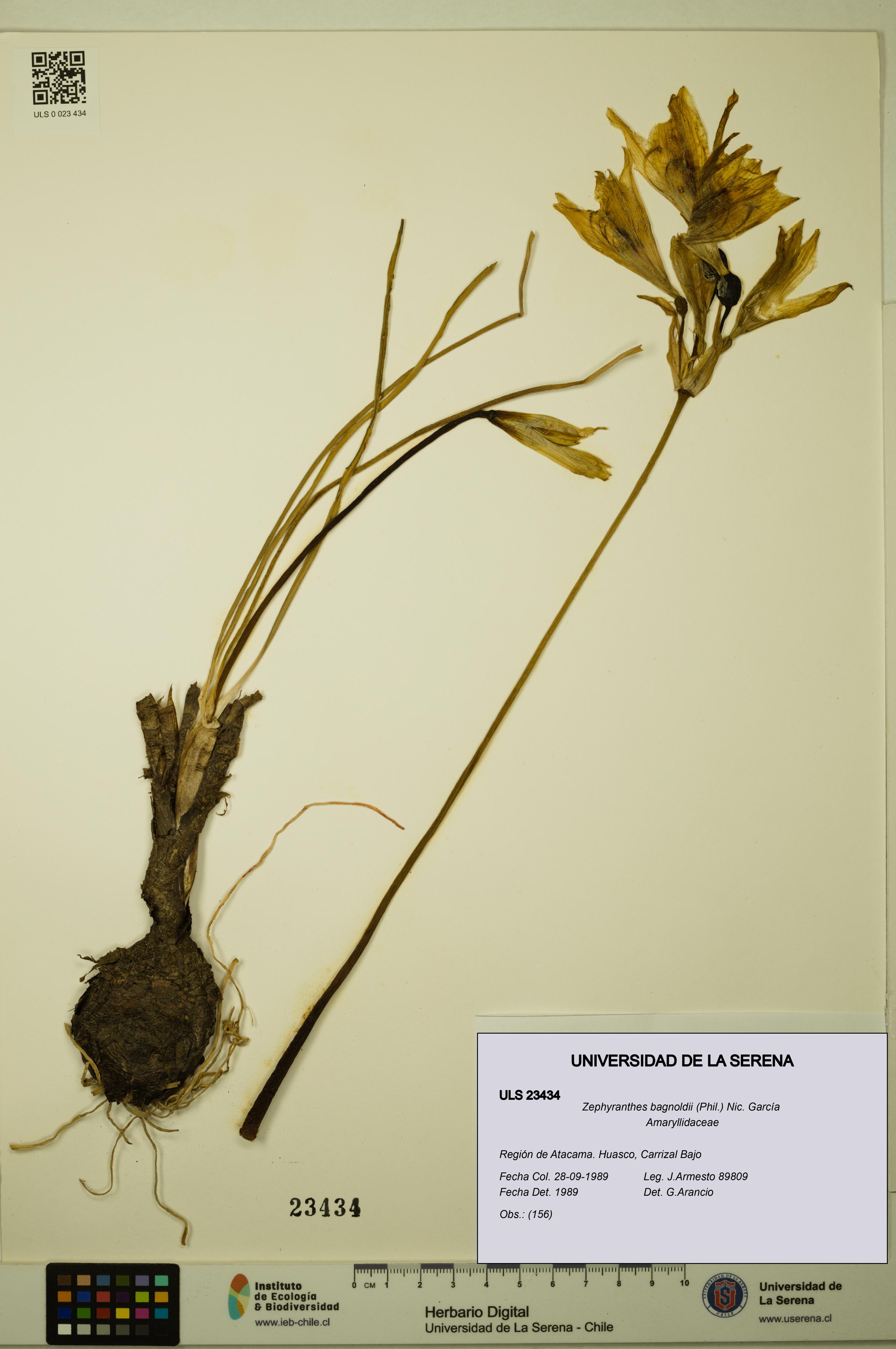 Zephyranthes bagnoldii [Espécimen: ULS:ULS:0023434]